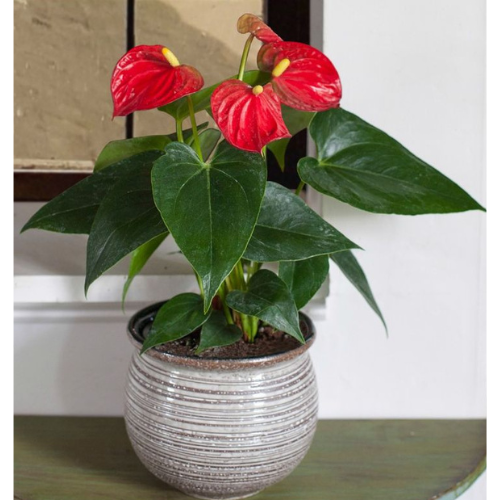 Brown and White Minimalist Elegant Simple Home Decor Company Logo (2)